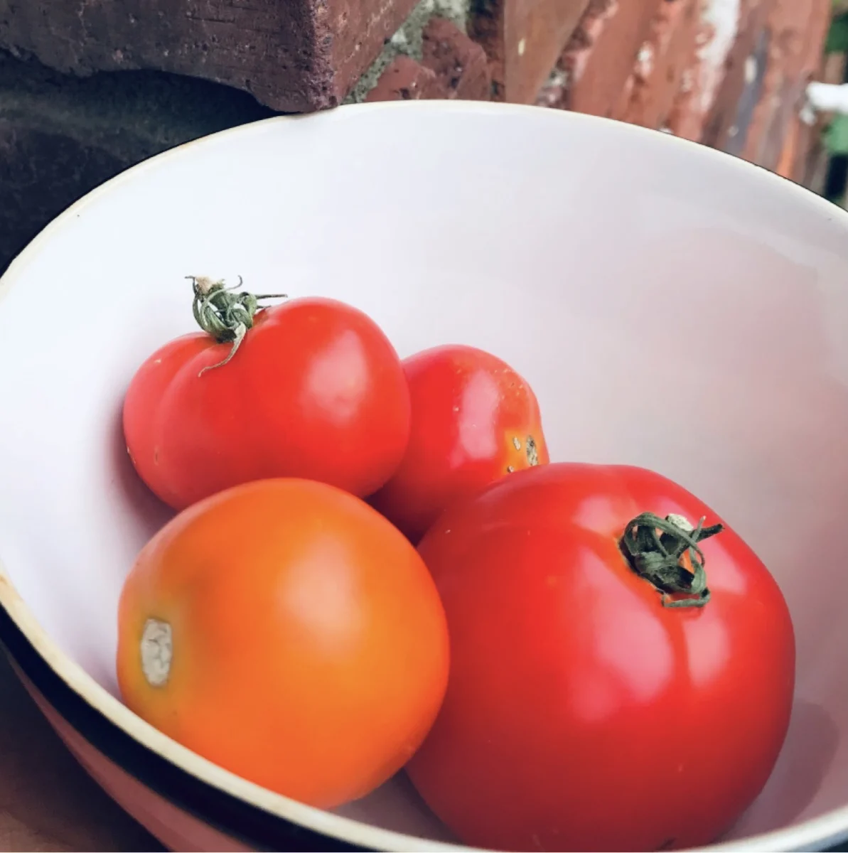 The secret life of tomatoes