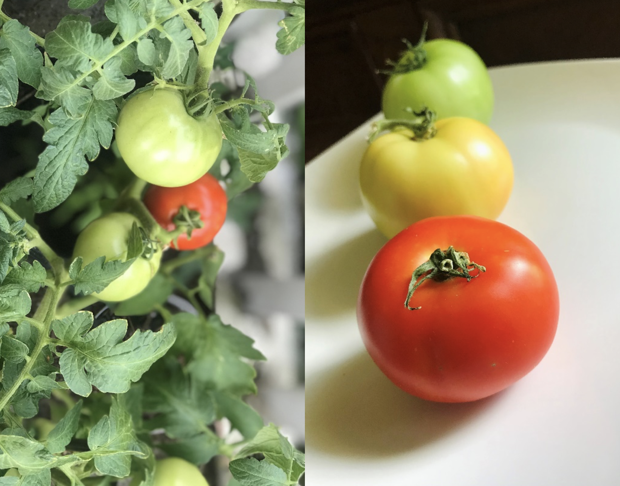  Tomatoes exhibit different qualities through each part of the ripening phase.&nbsp; (photos by Rakiyah Lenon)  